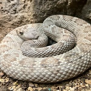 Sidewinder?  Catalina Island Rattlesnake?