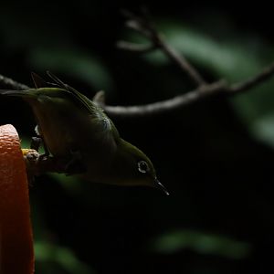 Japanese white-eye (Zosterops japonicus japonicus)