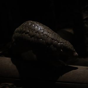 Chinese pangolin (Manis pentadactyla)