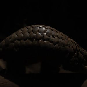 Chinese pangolin (Manis pentadactyla)