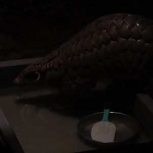 Chinese pangolin (Manis pentadactyla)