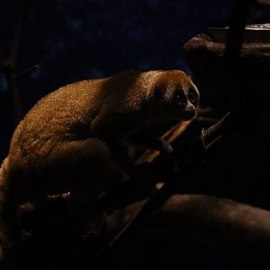 Sunda slow loris (Nycticebus coucang)