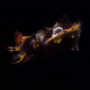 Flamboyant Cuttlefish