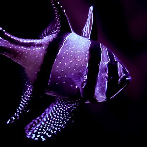 Bangaii Cardinalfish