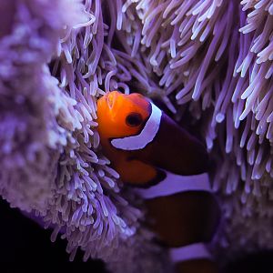 Clownfish