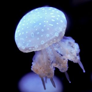 Spotted Lagoon Jelly