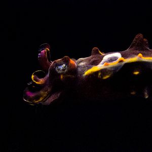 Flamboyant Cuttlefish
