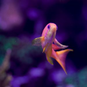 Lyertail Anthias (Female)