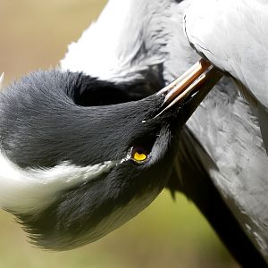 Demoiselle Crane