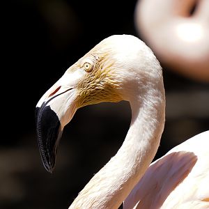 Chilean Flamingo