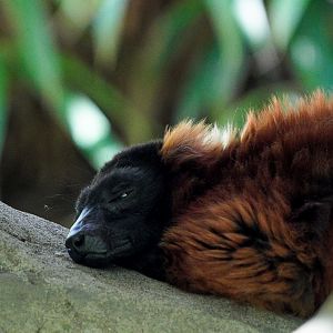 Red Ruffed Lemur
