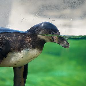 Humboldt Penguin