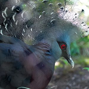 Victoria Crowned Pigeon