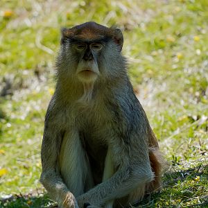 Patas Monkey