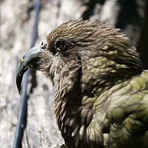 Kea