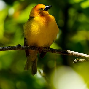 Taveta Golden Weaver
