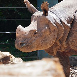 Greater One Horned Rhino