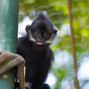 Francois Langur