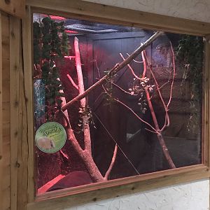 Griggs Learning Center - Southern Three-Banded Armadillo Exhibit
