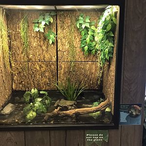 PCC - American Bullfrog Terrarium
