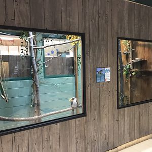 PCC - Yellow-Billed Hornbill Exhibit