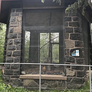 Asian Caravan - Cabot’s Tragopan Exhibit