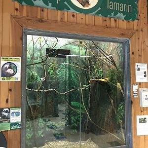 PCC - Cotton Topped Tamarin Exhibit
