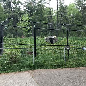 Bear Country - Grey Wolf Exhibit