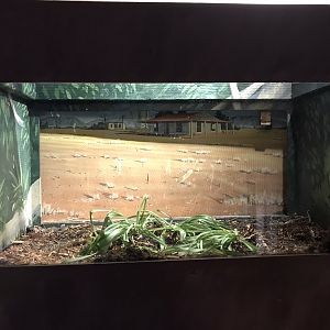 Australia & Oceania - Former Cane Toad Exhibit