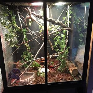 Australia & Oceania - New Green Tree Python Terrarium