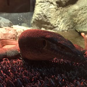 Merten’s Water Monitor