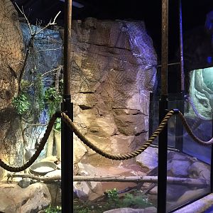 Australia & Oceania - Golden Coin Turtle Exhibit