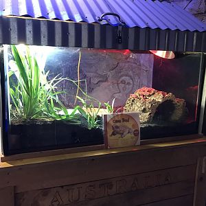 Australia & Oceania - Cane Toad Terrarium