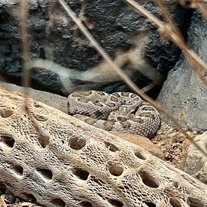 Great Basin Rattlesnake