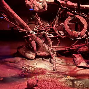 Springhaas and Sloth