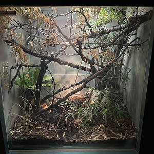 5/13/2023 - Oriente Knight Anole Terrarium