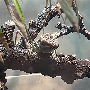 5/13/2023 - Oriente Knight Anole