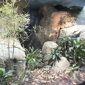 5/13/2023 - Gaboon Viper Terrarium