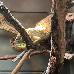 5/13/2023 - Prehensile-Tailed Skink