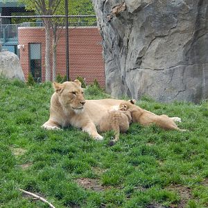 5/13/2023 - Mom and Cubs