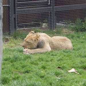 5/13/2023 - Pilipili