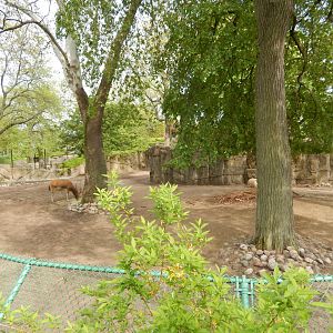 5/13/2023 - Pere David's Deer Habitat