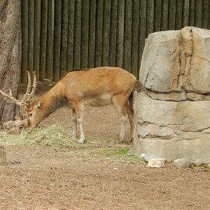 5/13/2023 - Pere David's Deer