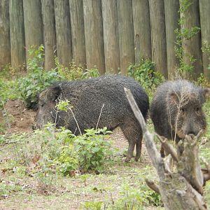 5/13/2023 - Chacoan Peccaries