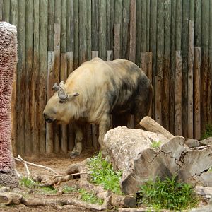5/13/2023 - Sichuan Takin