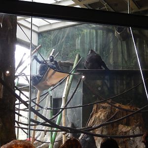 5/13/2023 - Family Gorilla Troop