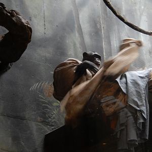 5/13/2023 - Super Chimp At Your Service!