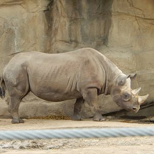 5/13/2023 - Black Rhino