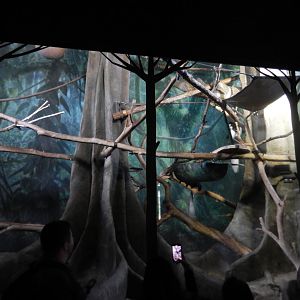 5/13/2023 - Colobus Monkey Exhibit