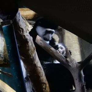 5/13/2023 - Colobus Monkey Juvenile and Parent